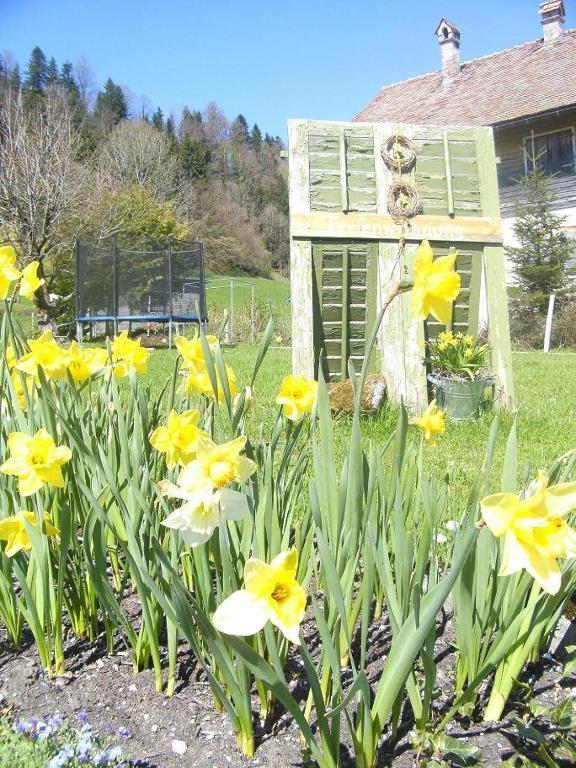 Lerch * Bregenz